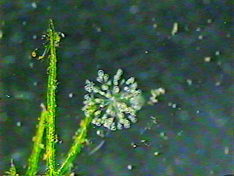 Video filmed under a microscope of a colony of rotifers. 