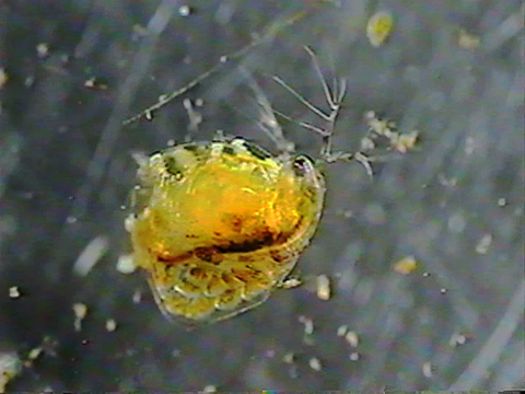 Vidéo filmée au microscope montrant une
Ceriodaphnia. 
