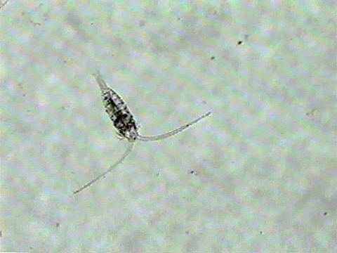 Vidéo filmée au microscope montrant un
copépode calanoïde.
