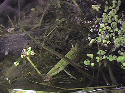 Video of Common duckweed floating on water