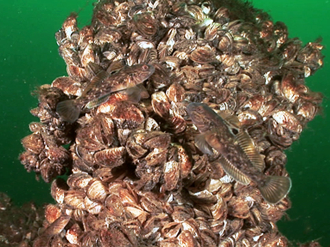 Video of zebra mussels underwater