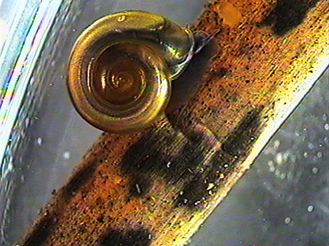 Video filmed under a microscope of a Planorbidae