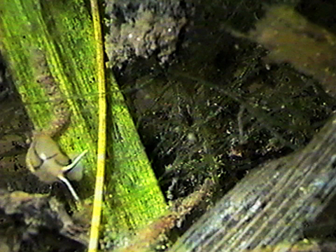 Video filmed under a microscope of an Hydrobiidae