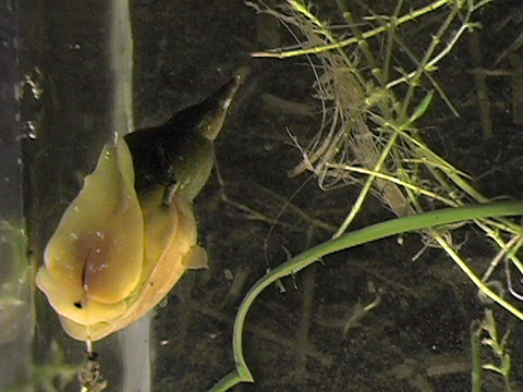 Vidéo filmée dans un aquarium d’un Lymnaeidae