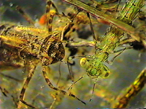 Vidéo filmée au microscope d’une larve de libellule et d’une larve de demoiselle.