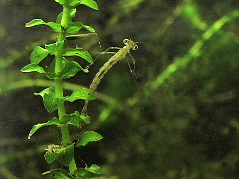 Video filmed under a microscope of an odonate zygoptera