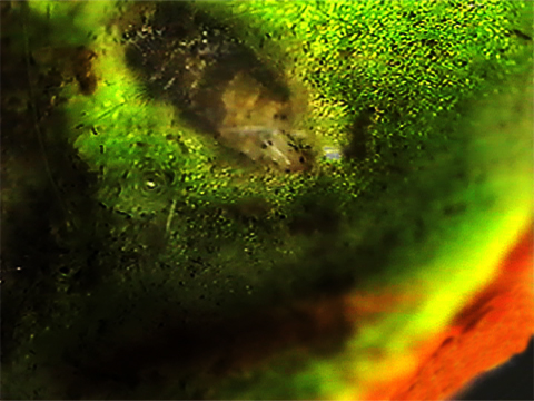 Video filmed under a microscope of a caddisfly in a case made of vegetable debris