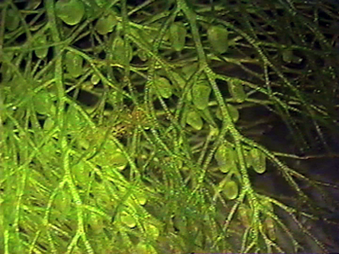 Video filmed under a microscope of the aquatic plant Bladderworts