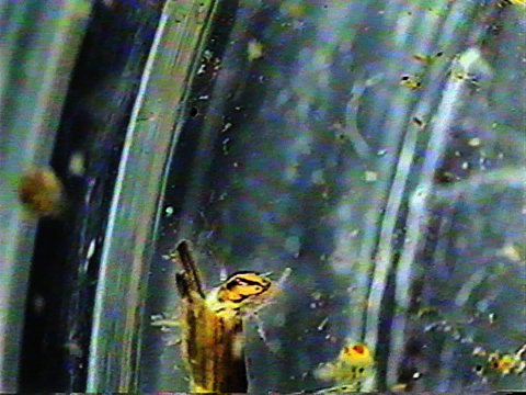 Vidéo filmée au microscope d’un trichoptère dans son fourreau en matière végétale.