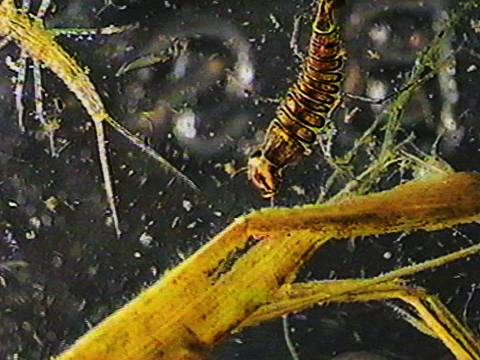 Video filmed under a microscope of an ephemeropteran and a Dytiscidae