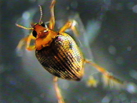 Video filmed under a microscope of a beetle adult