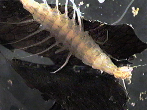 Video filmed under a microscope of a beetle larva