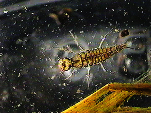 Vidéo filmée au microscope d’une larve de dytiscidae