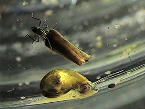 Video filmed under a microscope of an hemipteran