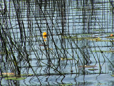 Vidéo montrant une fleur jaune et des feuilles de nénuphar parmi des scirpes