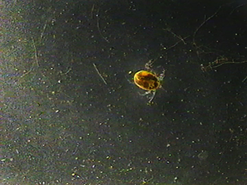 Vidéo filmée au microscope d’un hydracarien brun