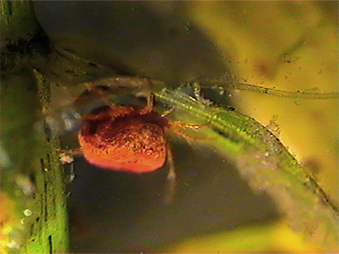 Video filmed under a microscope of a red hydracarina