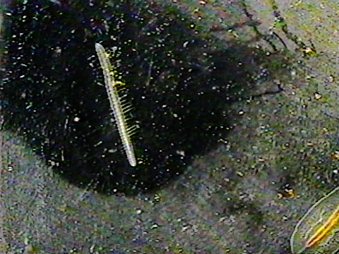 Video filmed under a microscope of an oligochaete