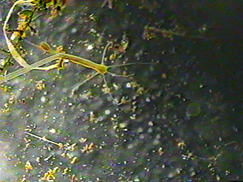 Video filmed under a microscope of an hydra