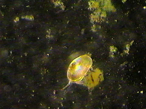 Video filmed under a microscope of an ostracod