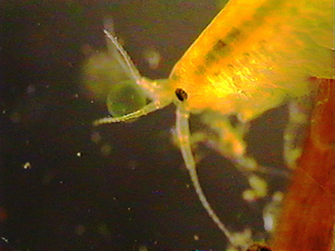 Vidéo filmée au microscope d’un amphipode