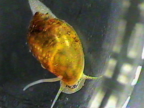 Video filmed under a microscope of a leech on a gastropod