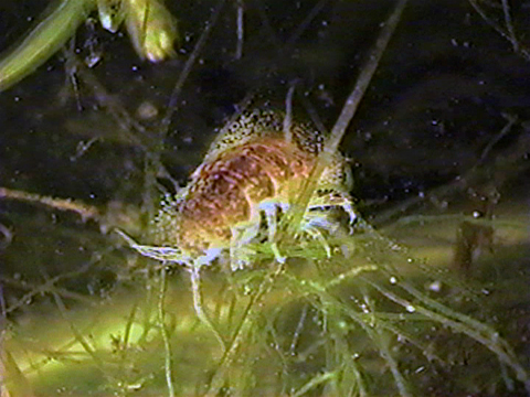 Video filmed under a microscope of an isopod