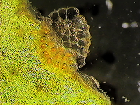 Vidéo filmée au microscope montrant des oeufs d’hydracariens.