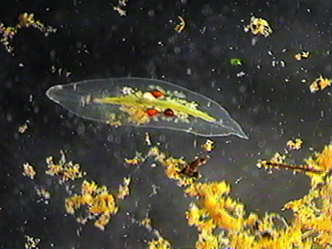 Video filmed under a microscope showing the transparency of the planarian.