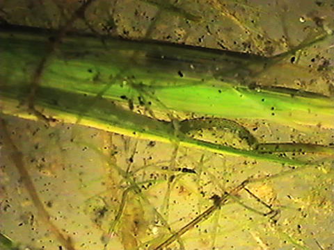 Video filmed under a microscope showing a worm undulating.