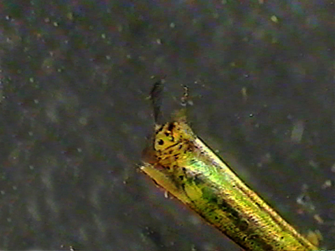 Vidéo filmée au microscope montrant la tête d’un Trichoptère.
