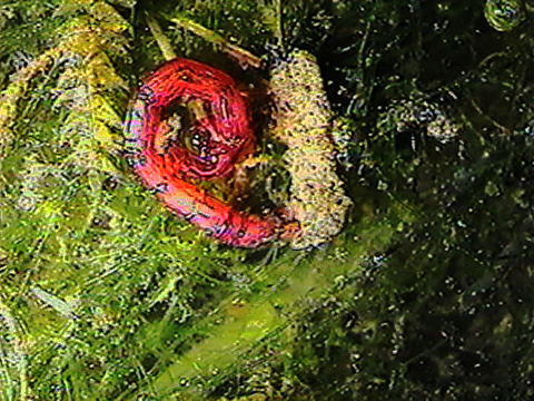 Vidéo filmée au microscope montrant la couleur rouge d’un chironomide.