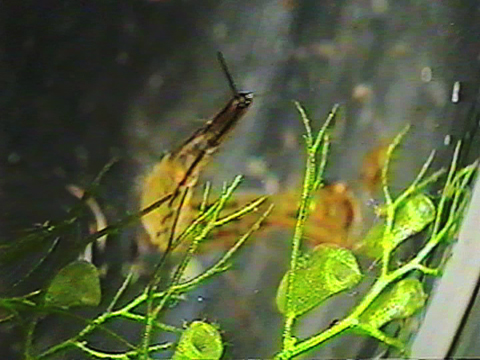 Video filmed under a microscope of a diving beetle