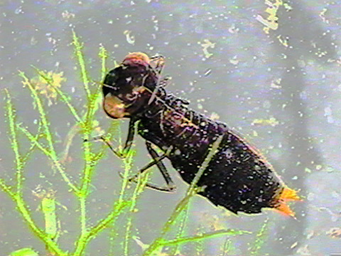 Video filmed under a microscope of an anisopteran larva