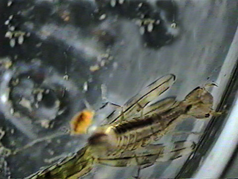 Vidéo filmée au microscope montrant une larve de dytique.