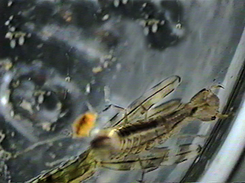 Video filmed under a microscope of a diving beetle