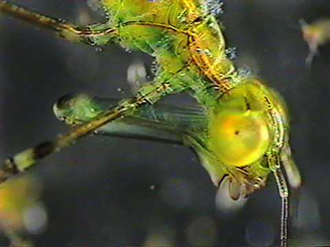 Video filmed under a microscope showing the head of an odonate zygopteran larva