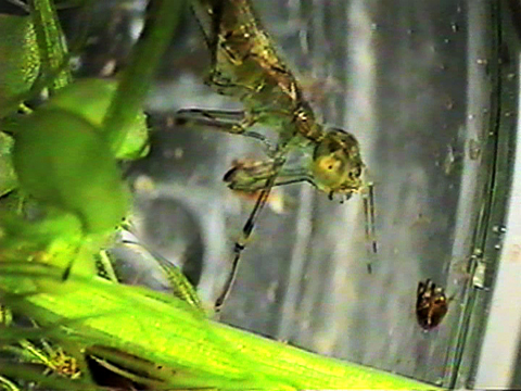 Vidéo filmée au microscope montrant une larve d’odonate zygoptère capturant une proie.