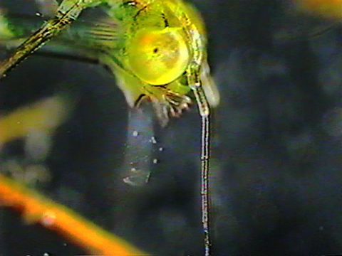Video filmed under a microscope showing an odonate zygopteran larva spitting out the remains of its prey