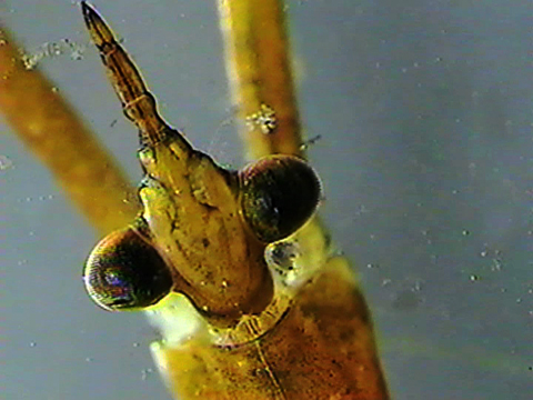 Vidéo filmée au microscope montrant la tête d’un hémiptère.