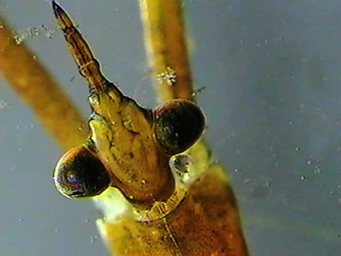 Video filmed under a microscope showing the head of an hemipteran