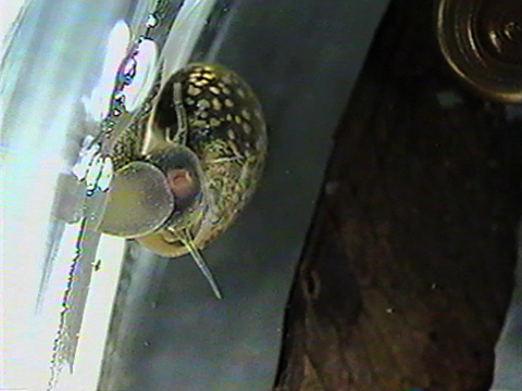 Vidéo filmée dans un aquarium montrant un gastéropode se déplaçant sur la vitre.