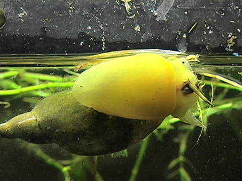Vidéo filmée dans un aquarium montrant un gros gastéropode qui mange.