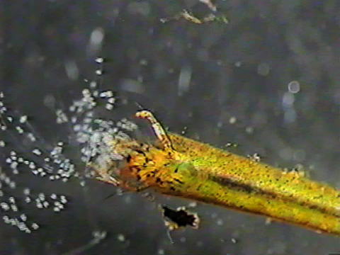 Video filmed under a microscope of a trichopteran eating