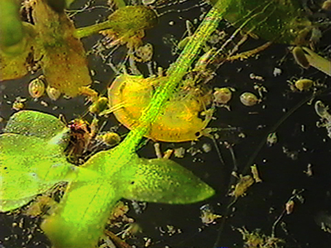 Video filmed under a microscope of an amphipod