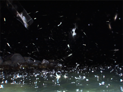 Vidéo montrant un nuage dense d’éphémères adultes au-dessus de l’eau durant la nuit.