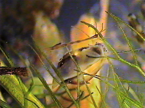 Vidéo filmée au microscope montrant la bouche et les yeux  d’un gastéropode.