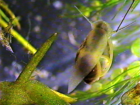 Video filmed under a microscope showing the movements of a gastropod