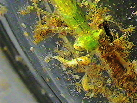 Video filmed under a microscope showing the movements of an zygopteran larva