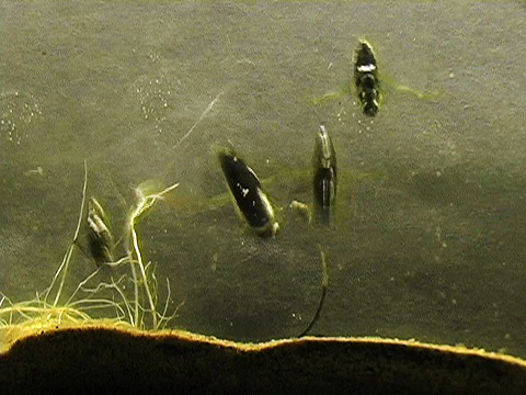 Video of hemipterans in the family Notonectidae swimming in the aquarium